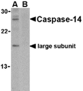 Caspase4 Antibody