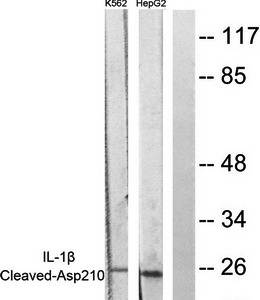 Caspase 1 (Cleaved-Asp210) antibody