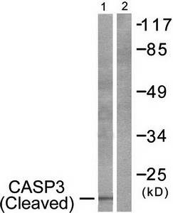 Caspase 3 (Cleaved-Asp175) Antibody
