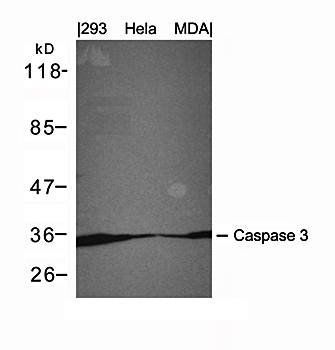 Caspase 3 Antibody