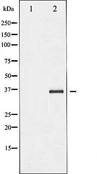Caspase 3 antibody
