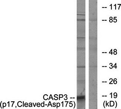 Caspase 3 (p17, Cleaved-Asp175) Antibody