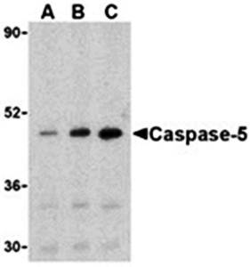 Caspase-5 Antibody