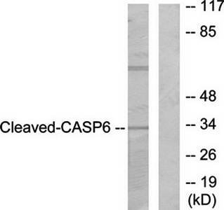 Caspase 6 (Cleaved-Asp179) antibody