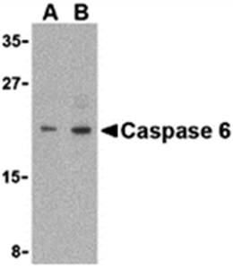 Caspase-6 Antibody