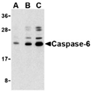 Caspase-6 Antibody