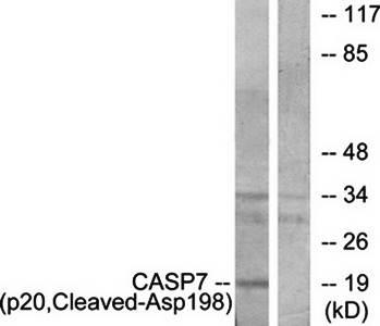 Caspase 7 (p20, Cleaved-Asp198) Antibody