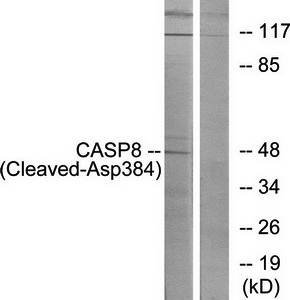 Caspase 8 (Cleaved-Asp384) Antibody
