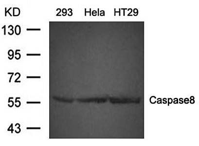 Caspase8 Antibody