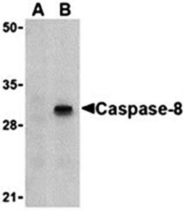 Caspase-8 Antibody