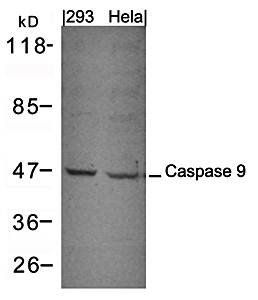 Caspase 9 Antibody