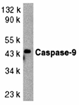 Caspase-9 Antibody