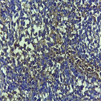 Caspase 9 (Cleaved-Asp353) Antibody