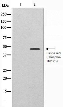 Caspase 9 (Phospho-Thr125) antibody