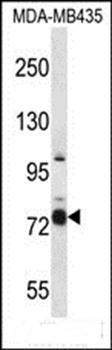 CASS4 antibody