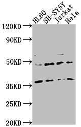 CASTOR2 antibody