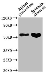 CAT1 Antibody