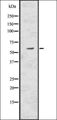 Catalase antibody
