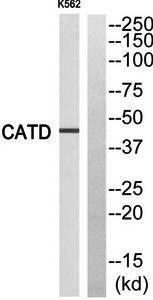 CATD (L chain, Cleaved-Gln161) antibody