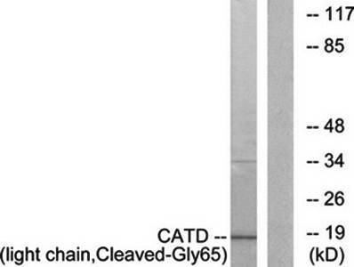 CATD (L chain, Cleaved-Gly65) antibody
