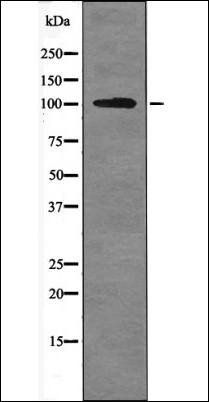 Alpha E-catenin (Phospho-Ser641) antibody