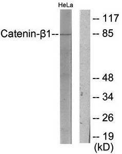 Catenin-beta1 antibody
