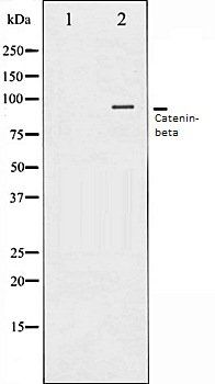 Catenin-beta antibody
