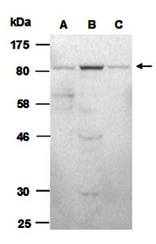 Catenin1 beta antibody