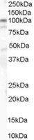 Goat anti-Catenin alpha1 Antibody