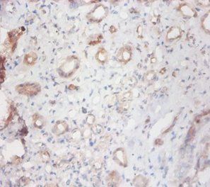 CTSS Antibody