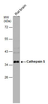 Cathepsin S Rabbit Polyclonal Antibody