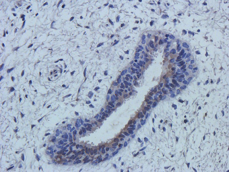 Cathepsin G antibody