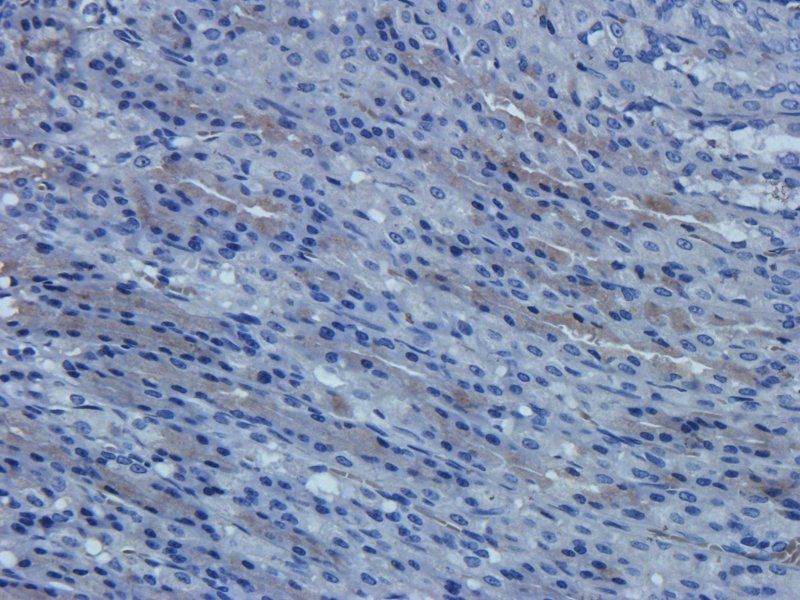 Cathepsin G Rabbit Polyclonal Antibody