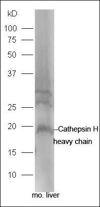 Cathepsin H heavy chain antibody