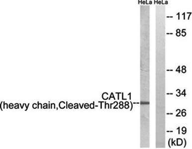 CATL1 (heavy chain, Cleaved-Thr288) Antibody