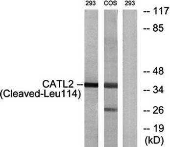 CATL2 (Cleaved-Leu114) Antibody