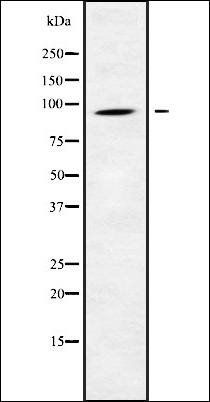 CATSPER1 antibody