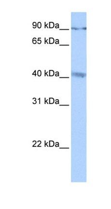 CATSPERG antibody
