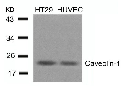 CAV1 (Ab-14) antibody