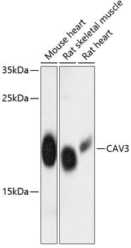 CAV3 antibody