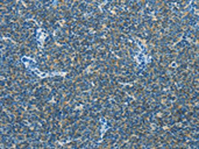CAV3 Antibody
