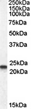 Goat anti-CAV3 Antibody
