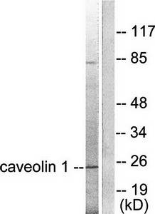 Caveolin 1 antibody