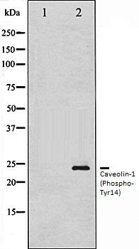 Caveolin 1 (Phospho-Tyr14) antibody