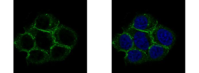 Caveolin 2 antibody