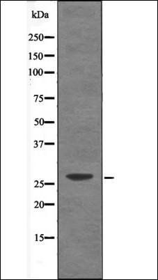 Caveolin 2 (Phospho-Tyr19) antibody