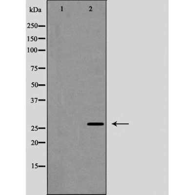 Caveolin 2 (Phospho-Tyr27) antibody