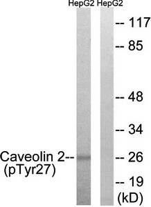 Caveolin 2 (phospho-Tyr27) antibody