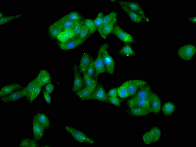 CAVIN1 Antibody