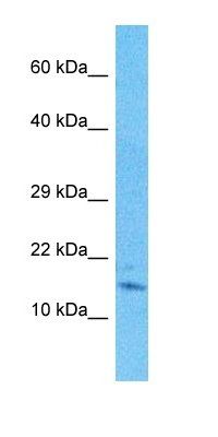 CB076 antibody